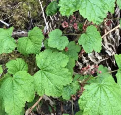 Trailing Blackcurrant thumbnail 4