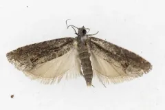 Pale Apple Leafroller Moth thumbnail 4