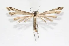 Arctic Plume Moth thumbnail 3