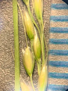 Little Mountain-ricegrass thumbnail 3