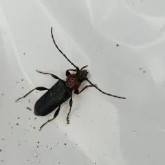 Tanbark Borer thumbnail 3