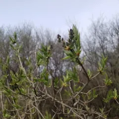 common lilac thumbnail 2