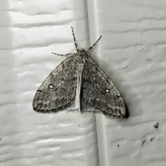 White-spotted Cankerworm Moth thumbnail 2
