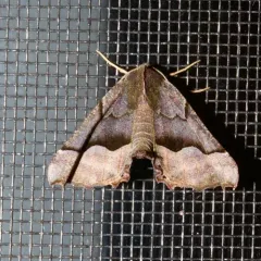 Hübner's Pero Moth thumbnail 2