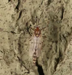 Procladius bellus thumbnail 4