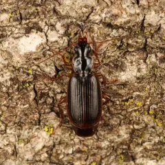 Cymindis platicollis thumbnail 2