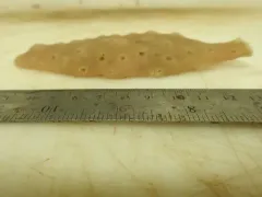 Cladocroce spatula thumbnail 3