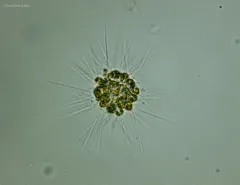 Chrysosphaerella longispina thumbnail 3