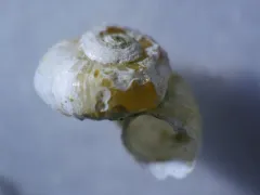 Mossy Valvata thumbnail 1