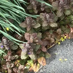 carpet bugle thumbnail 2