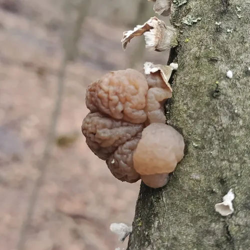 Conifer Brain