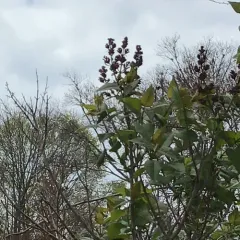 common lilac thumbnail 3