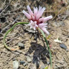 Columbia River Onion thumbnail 3