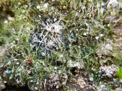 Mniaecia jungermanniae thumbnail 2