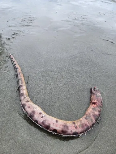 Pacific Snake Eel