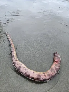 Pacific Snake Eel thumbnail 1