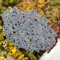 Seashore Springtail thumbnail 3