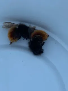 European Orchard Bee thumbnail 3
