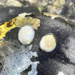 Eastern White Slippersnail thumbnail 3