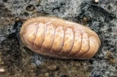 dwarf chiton thumbnail 3