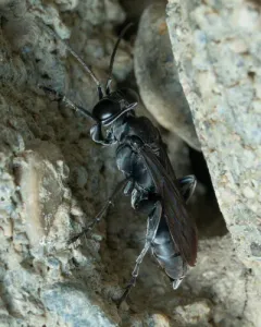 Liris argentatus thumbnail 2