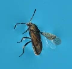 Introduced Dirt-colored Seed Bug thumbnail 3