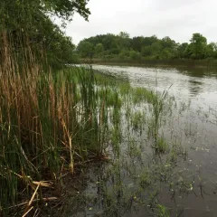 narrow-leaved cattail thumbnail 3