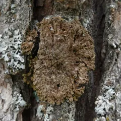 Crescent Frost Lichen thumbnail 4