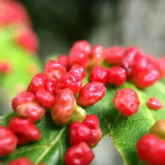 Maple Bladdergall Mite thumbnail 4