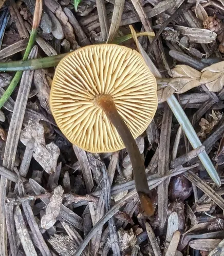 Heimiomyces fulvipes