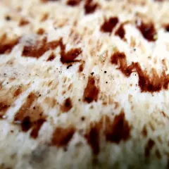 Dryad's Saddle thumbnail 3