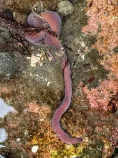 Micrura wilsoni thumbnail 4