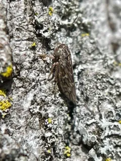 Liocratus moniliferae thumbnail 2