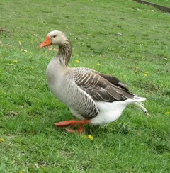 Greylag Goose thumbnail 2