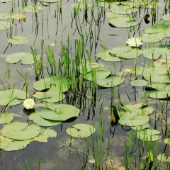 American white waterlily thumbnail 3