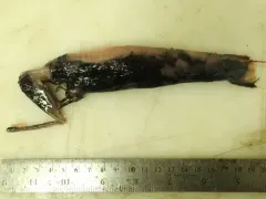 Northern Stoplight Loosejaw thumbnail 2