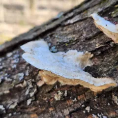 Trametes pubescens thumbnail 3