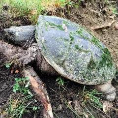 Common Snapping Turtle thumbnail 2