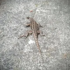 Western Fence Lizard thumbnail 2