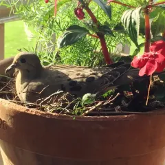 Mourning Dove thumbnail 2