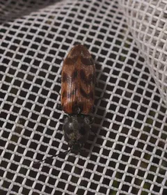 Pseudanostirus tigrinus thumbnail 4