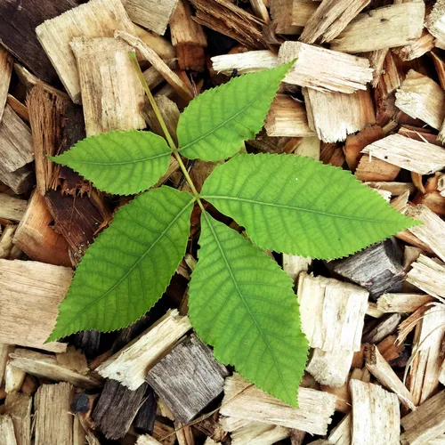 shagbark hickory