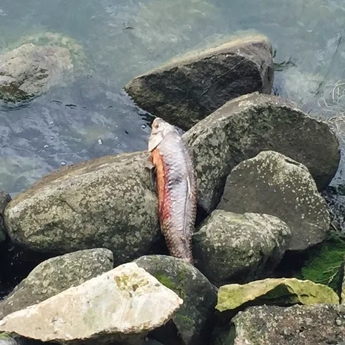 European Carp