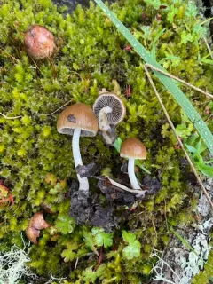 Psathyrella borealis thumbnail 2