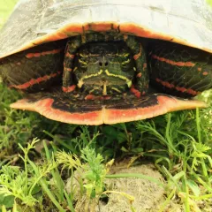 Painted Turtle thumbnail 4