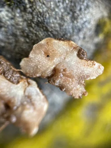 Protoglossum niveum
