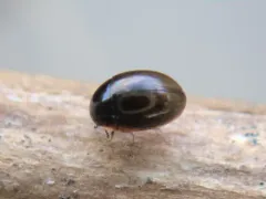 Anacaena limbata thumbnail 4