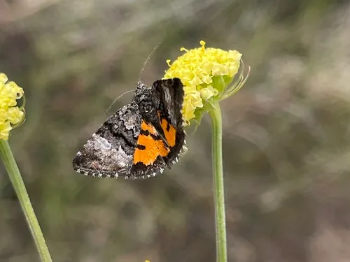 Annaphila decia