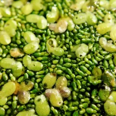 Columbian Watermeal thumbnail 4