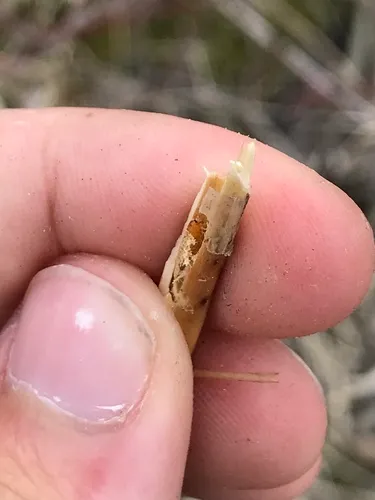 Melanagromyza gentianivora